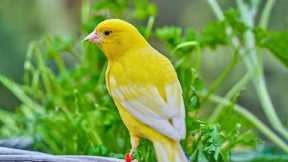 Beautiful Relaxing Music 🌿 Piano Music, Positive Energy, Morning Music, Study and Work Reduce Stress