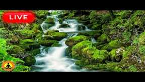 🔴 Relaxing Music 24/7, Stress Relief Music, Sleep Music, Meditation Music, Study, Calming Music