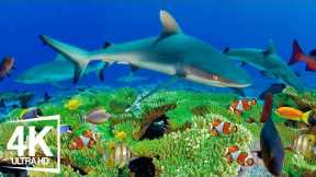 4K Underwater Wonders + Relaxing Music 🐠 Tropical Fish, Coral Reefs - Reduce Stress And Anxiety