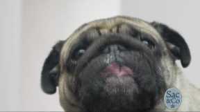 Do Pets Help Reduce Stress?
