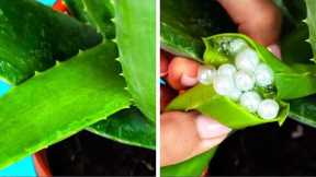 BRIGHT ALOE VERA HACKS FOR YOUR BEAUTY AND HEALTH