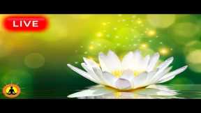🔴 Relaxing Music 24/7, Healing Music, Meditation Music, Spa Music, Sleep, Zen, Study Music, Yoga