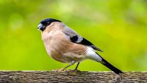 Morning Music : Music Gently Helps Reduce Stress Effectively - Music Without Words To Relax The Mind