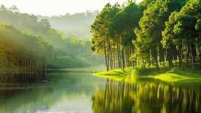 Relaxing Music With Beautiful Nature Videos 🍀 Reduce Stress, Anxiety & Depression 🌿 Soul Healing #11