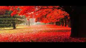 Relaxing Music With Beautiful Nature Videos 🍀 Reduce Stress, Anxiety & Depression 🌿 Soul Healing #16