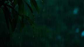 Gentle Night Rain 10 HOURS | Sleep, Insomnia, Meditation, Relaxing, Study, Reduce Stress, Tinnitus