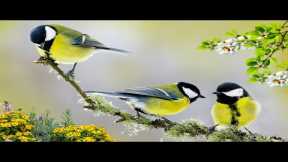 Beautiful Relaxing Music 🌿  Piano Music, Positive Energy, Study and Work Reduce Stress #7