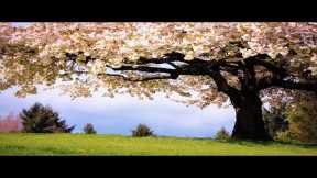 Relaxing Music to Relieve Stress, Anxiety And Depression • Mind, Body & Soul Healing #31