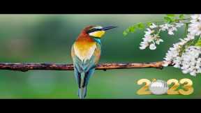 Relaxing Music to Relieve Stress, Anxiety And Depression • Mind, Body & Soul Healing #39