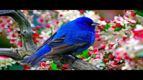 Beautiful Relaxing Music 🌿 Piano Music, Positive Energy, Study and Work Reduce Stress #3