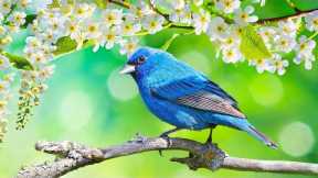 Relaxing Music - Music to Reduce Stress and Anxiety, Relaxing Music to Sleep - Birdsong Sounds 9