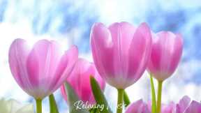 BEAUTIFUL RELAXING PIANO MUSIC: INCREASE POSITIVE ENERGY, STRESS RELIEF, REDUCE ANXIETY