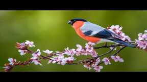 Relaxing Music to Relieve Stress, Anxiety And Depression • Mind, Body & Soul Healing #37