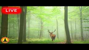 🔴 Relaxing Music 24/7, Stress Relief Music, Sleep Music, Meditation Music, Study, Calming Music