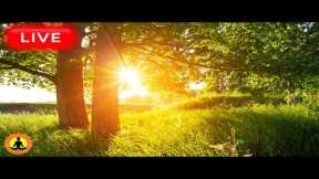 🔴 Relaxing Music 24/7, Sleep Music, Stress Relief Music, Spa, Meditation, Yoga, Zen, Flowing Stream