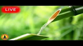 🔴 Relaxing Music 24/7, Zen Music, Stress Relief Music, Spa, Meditation, Yoga, Zen, Sleeping Music