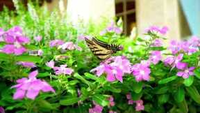 Reduce Stress Music for Holistic Health, Manifestation and Stress Management