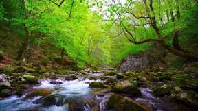 Native American Flutes and Nature Sounds - for Sleep, Relaxation, Focus, Reduce Stress, Stop Anxiety