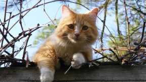 Relax With My Cat 😽 Beautiful Music To Reduce Stress, Cat Favorite Piano Music