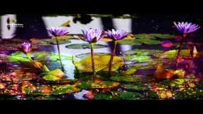 Healing Relaxing Music For Stress Relief l Reduce Stress & Anxiety l Relax Mind Body Sleep Music