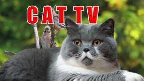 CAT TV | Soothing Music for Cats to Relieve Stress and Anxiety