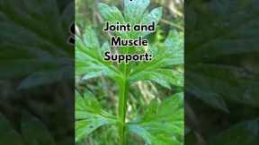 Traditional Medicinal Uses of Mugwort