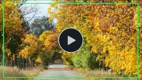 Instrumental relaxing music vol 178, Musical melodies help reduce your stress and fatigue