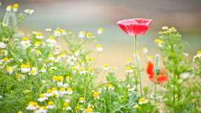 Peaceful Morning Music - Beautiful Relaxing Music - Helps Reduce Stress, Heal The Mind