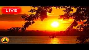 🔴 Relaxing Music 24/7, Deep Sleep Music, Stress Relief Music, Calming Music, Sleep Meditation, Yoga