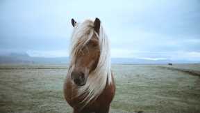 Beautiful Relaxing Music, Animals Close up, Stress Relief, Reduce Anxiety