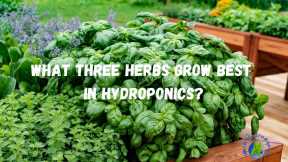 Growing Herbs Hydroponically