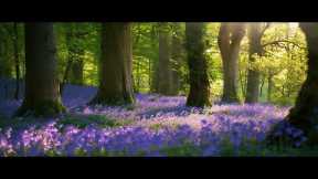 MUSIC REDUCE OVERTHINKING🍇Soothing Morning Music with Bird Sounds to Reduces Stress & Anxiety
