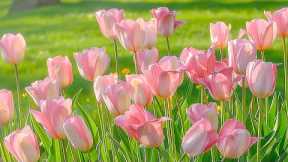 Healing music to reduce stress, fatigue, depression and negativity 🌷 Deep relaxation, Heal the mind