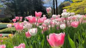 Great Relaxing Music, Reduce stress, depression, negative thoughts, Relax the Brain