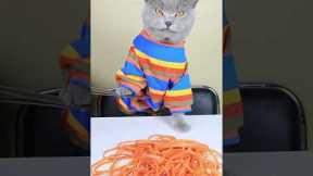 Oddly Satisfying Video To Reduce Your Stress😴😺| Cat TikTok Challenge #funnycat #catsoftiktok #shorts