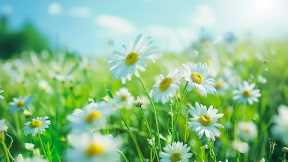 Soothing music restores the nervous system 💚 Healing music to reduce stress, fatigue, depression