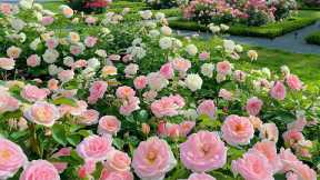 You can relax with this song 🎶 Healing Music Helps Reduce Stress, Fatigue and Depression, relaxing