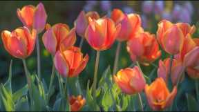 Don't Think Too Much - Great relaxing music to reduce stress, escape stress... | Tulip🌷