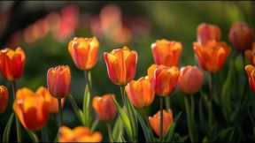 Peaceful classical music to reduce stress, stop overthinking | Tulip Blooms🌷