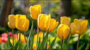 Peaceful classical music to reduce stress, stop overthinking | Tulip🌷