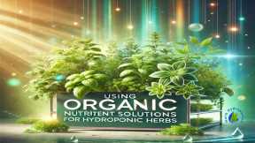 Choosing Organic Nutrient Solutions For Hydroponic Herbs