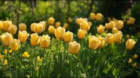 Peaceful classical music to reduce stress, stop overthinking | Tulip Blooms 🌷