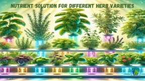 Tailored Nutrient Solutions For Herb Hydroponics