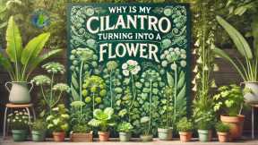 Preventing Cilantro From Flowering: Cultural Practices