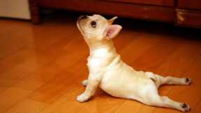 Funny Yoga Fails - Compilation #1
