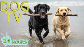 DOG TV: Video Entertain for Your Dog to Reduce Stress & Anti-Anxiety Home Alone - Best Music for Dog