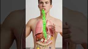 The Apple’s Hidden Path Through Your Body 🍎 | Full 3D Digestive System Animation