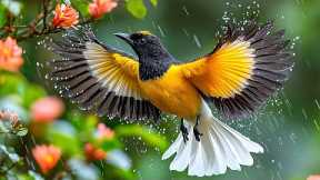 Soothing Sound of Rain and Birds Chirping – 100% Reduce Stress, and Calm Your Mind Naturally 🍃💖| 4K