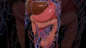 How long does it take for food to digest