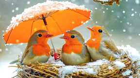 Calming Winter Snow Music ❄️ Birds Singing ~ 100% Reduce Stress and Calm Your Mind Naturally